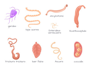 Human parasites. Intestinal parasite body anatomy, parasitic worm infection type ascariasis tapeworm giardia whipworm helminths hookworm coccidia pinworm, neat vector illustration