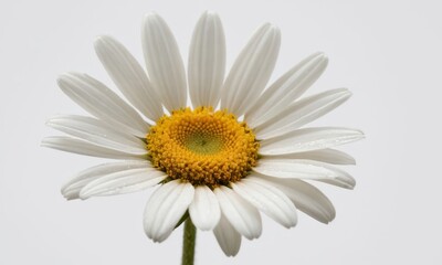 Fototapeta premium Elegant daisy portrait against a white backdrop, showcasing delicate details