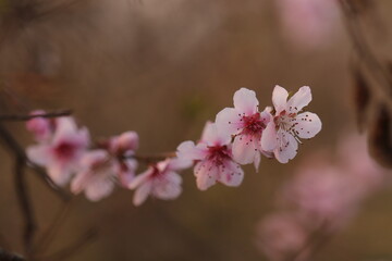 fiori di pesco in primavera al tramonto