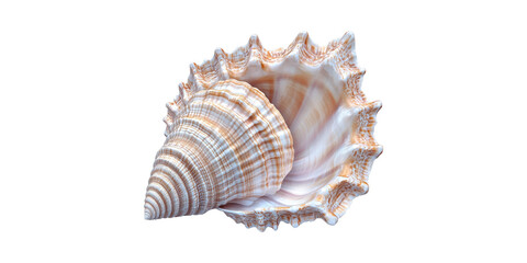 Obraz premium Seashell With Intricate Patterns. Marine Life And Coastal Decor Inspiration Isolated On Transparent Background