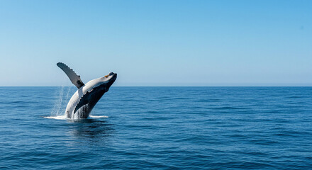 Fototapeta premium Whale Breaching in Ocean on Clear Day Majestic Marine Life