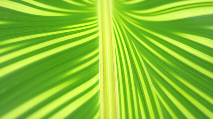 Obraz premium Close-up photograph of the texture of a tropical striped leaf. Generative AI