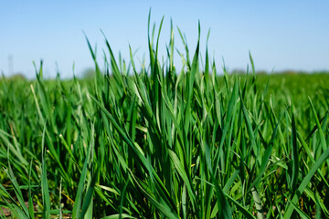 Wheat field close up. Green young wheat. Technology, future harvest, and forecast.