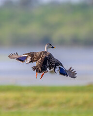 Duck