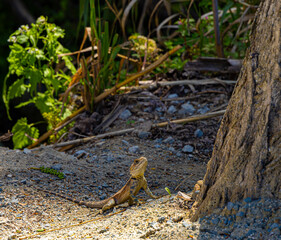 One big lizard near tree in Cyprus
