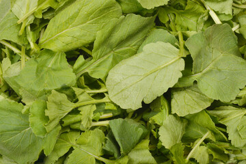 A dense pile of fresh, vibrant green radish leaves fills the frame in a close-up, top-down shot
