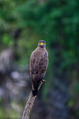Snake Eagle 