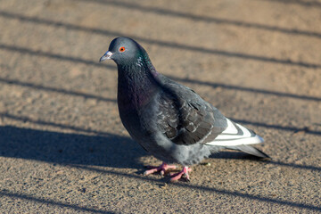 portrait of a grey pigeon on a sunny day