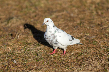 portrait of a white dove on the ground