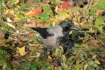 portrait of a crow on green grass closeup