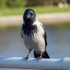 portrait of a crow on a railing in an autumn park
