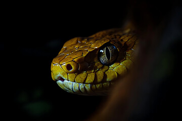 Close Encounter With a Golden Tree Python Quietly Observing Its Surroundings in the Evening Light