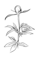 Peony flower bud botanical sketch vector