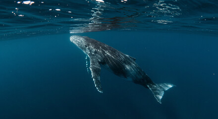 Fototapeta premium Humpback Whale Swimming Underwater in Blue Ocean