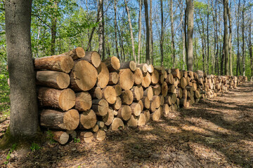 Stacked logs in sunlit forest during spring
