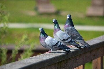 Three Pigeons are Perched with Grace Delicately on a Wooden Rail in the Beautiful, Peaceful Outdoors