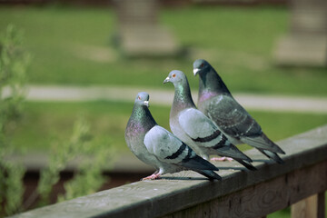 Three Beautiful Pigeons Are Perched Gracefully on a Wooden Rail Surrounded by Nature