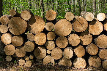Close-up of stacked timber logs in forest