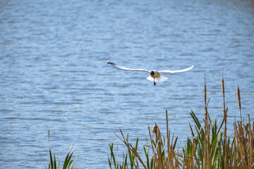 A Majestic Eagle in Flight Soaring Over the Tranquil and Peaceful Waters of Nature