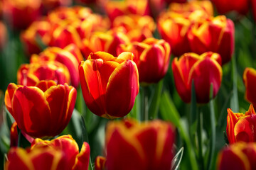 A field with red, orange yellow tulips