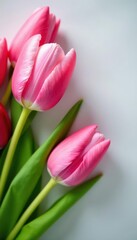 Fototapeta premium Pink tulip arrangement, red bud detail Easter, spring floral design , photography, vibrant, tulips