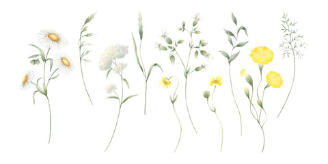 Wildflowers chamomile, buttercup, dandelion, yarrow and meadow green grasses. Hand drawn isolated watercolor illustration set of yellow and white field flowers for fabric print, postcards and sticker.