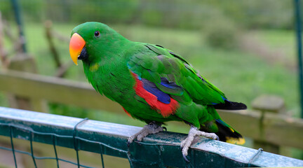 Close-up of a vibrant male eclectus parrot perched on a fence with a blurred green background