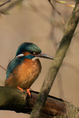 Common kingfisher (Alcedo atthis), also known as the Eurasian kingfisher and river kingfisher sitting on a tree branch.