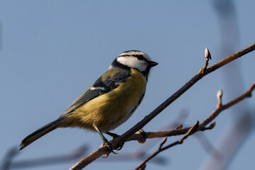 Eurasian blue tit (Cyanistes caeruleus) sitting on a tree branch.