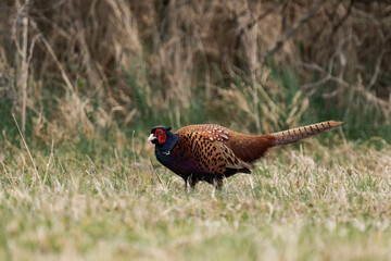 Male common pheasant (Phasianus colchicus).