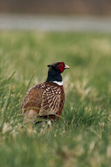 Male common pheasant (Phasianus colchicus).