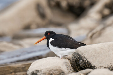 Eurasian oystercatcher (Haematopus ostralegus).