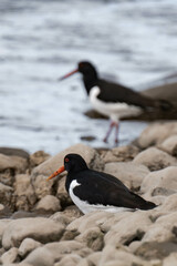 Eurasian oystercatcher (Haematopus ostralegus).