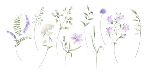 Wildflowers bellflower, mouse pea, yarrow and meadow grasses. Hand drawn isolated watercolor illustration set of lilac and purple flower for fabric print, postcard and sticker. Sketch of field plants.