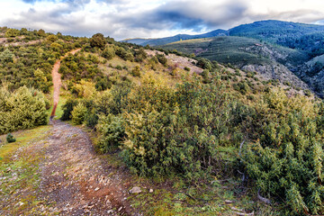 Sendero entre las jaras