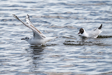 Bonaparte's gull (Chroicocephalus philadelphia) swimming in the water.
