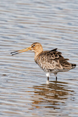 Black-tailed godwit (Limosa limosa) looking for food. 