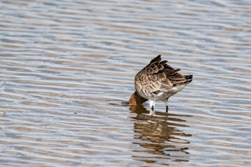 Fototapeta premium Black-tailed godwit (Limosa limosa) looking for food. 