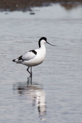 Pied avocet (Recurvirostra avosetta) at a riverbank.
