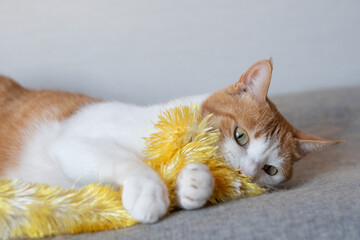 おもちゃで遊ぶ猫　茶トラ白