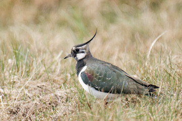 Northern lapwing (Vanellus vanellus) standing on the ground. 