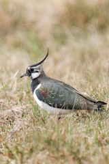 Northern lapwing (Vanellus vanellus) standing on the ground. 