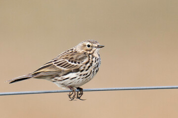 Meadow pipit (Anthus pratensis)