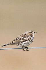 Meadow pipit (Anthus pratensis)