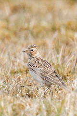 Eurasian skylark (Alauda arvensis)