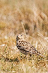 Eurasian skylark (Alauda arvensis)