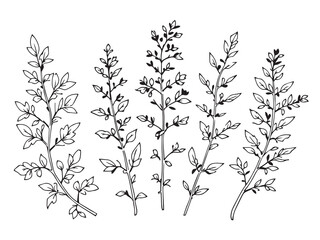Oregano set vector line art illustration