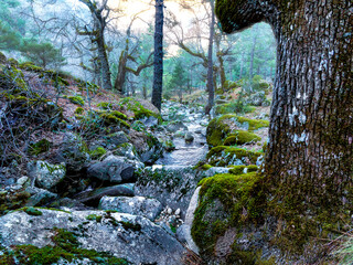 Arroyo en la Garganta de La Graja