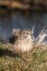 Meadow pipit (Anthus pratensis)