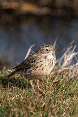 Meadow pipit (Anthus pratensis)